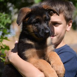 German Shepherds from Euro Deja Shepherds - Delaware