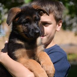 German Shepherds from Euro Deja Shepherds - Delaware