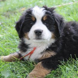 Dolly - Bernese Mountain Dog puppy from Arlin Horst's Bernese Mountain Dogs