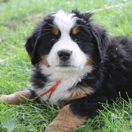 Dolly - Bernese Mountain Dog puppy from Arlin Horst's Bernese Mountain Dogs