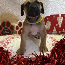 Male - Fawn male Boerboel puppy in Flemingsburg, Kentucky from Aussgardian Boerboels