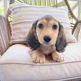 Dreamer 3750 - Cream male Dachshund puppy in Sylvania, Alabama from Yancey’s Doxies
