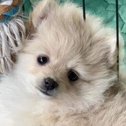 Pomeranians from Cece’s Perfect Poms
