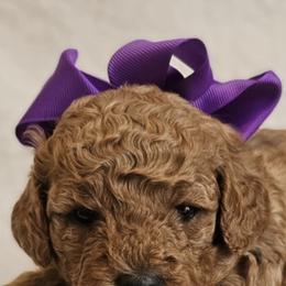 Aussiedoodles and Poodles from Simply Grace Farms