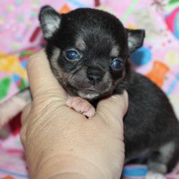 Aemond 3,300 - Black and tan male Chihuahua puppy in Cache, Oklahoma from Charming Lil Chihuahuas