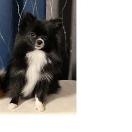 OREO - Pomeranian