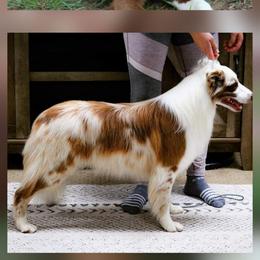 Male 2 - White and red male Border Collie puppy in Avilla, Indiana from Borderline Kennels