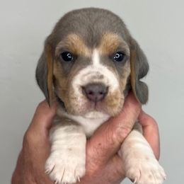 Boy 1 - Beagle puppy from Idaho Beagles