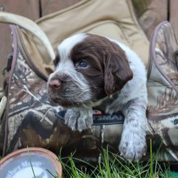English Springer Spaniel Puppies from White Pine Springer Spaniels