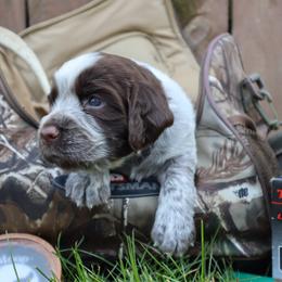 English Springer Spaniel Puppies from White Pine Springer Spaniels