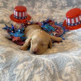 Wren - Cream female Dachshund puppy in Guthrie, Kentucky from Triple T Dachshunds