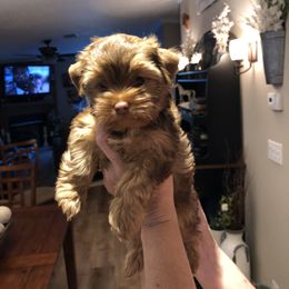 Yorkshire Terrier Puppies from Happy Days Acres and Yorkies