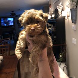 Yorkshire Terrier Puppies from Happy Days Acres and Yorkies
