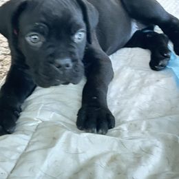PINK COLLAR Girl 6 - Cane Corso puppy from Midnight Cane Corso USA
