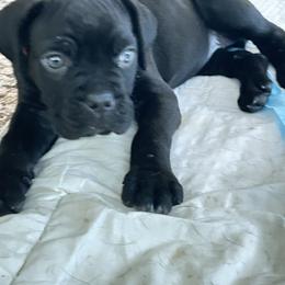 PINK COLLAR Girl 6 - Cane Corso puppy from Midnight Cane Corso USA
