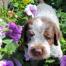 Nique - Wirehaired Pointing Griffon puppy in Glendale, Arizona from Agassiz Griffons Glendale AZ