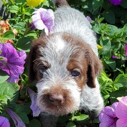 Nique - Wirehaired Pointing Griffon puppy in Glendale, Arizona from Agassiz Griffons Glendale AZ
