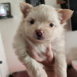 French Bulldog and Pomeranian Puppies from Steel City Exotics