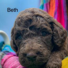 Beth - Brown female Poodle puppy in Greenville, North Carolina from Grace Poodles