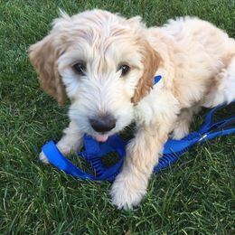 Labradoodle Puppies from Reese Labradoodles