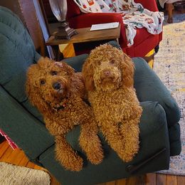 Goldendoodle Puppies from Dubey Doodles (AnC Oodles of Doodles)