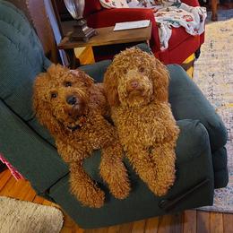 Goldendoodle Puppies from Dubey Doodles (AnC Oodles of Doodles)