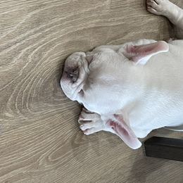 French Bulldog Puppies from Forever Friendchies