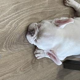 French Bulldog Puppies from Forever Friendchies