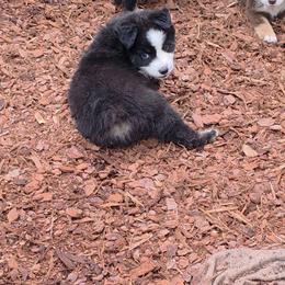 Colt - Black tri male Miniature Australian Shepherd puppy in Leonard, Texas from Tin Roof Aussies