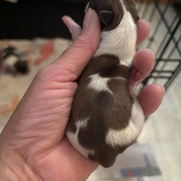 Boy 5 - Liver and white male Shih Tzu puppy in Manlius, New York from Dorothy Agrippino's Shih Tzus