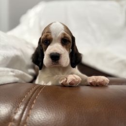 Hazel - Black white and tan female English Springer Spaniel puppy in Las Vegas, Nevada from Legacy