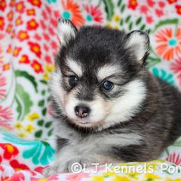 Jude - Black and white female Pomsky puppy in Centerville, Iowa from LJ Kennels Pomskies, LLC
