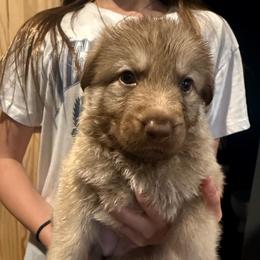 Purple girl - Isabella female German Shepherd puppy in Tipp City, Ohio from Urekar Haus