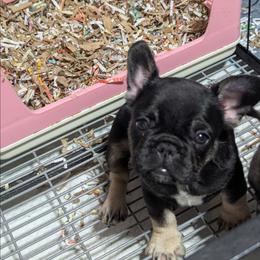 Girl 1 - Black and tan female French Bulldog puppy in Forney, Texas from Dallas Lonestar Bullies