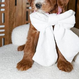 Goldendoodle Puppies from Beloved_doodles_WA