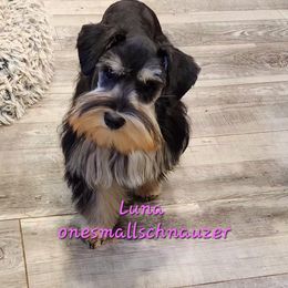 Luna - Miniature Schnauzer
