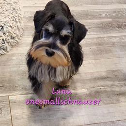 Luna - Miniature Schnauzer