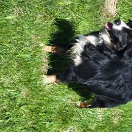 Ringo - Miniature Australian Shepherd