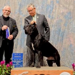 Stevie - Cane Corso