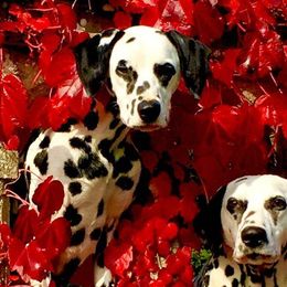 Dalmatians from Dracorn Dalmatians