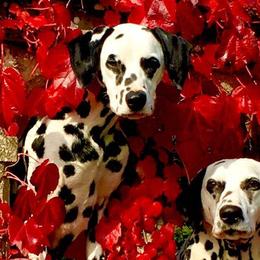 Dalmatians from Dracorn Dalmatians