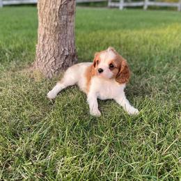 Cavalier King Charles Spaniel Puppies from Strawberry Hill Cavaliers