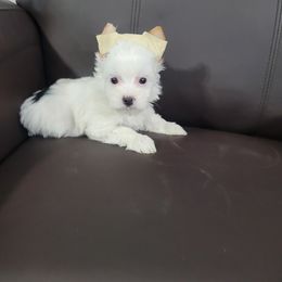 Boy 5 - male Yorkshire Terrier puppy in Buda, Texas from BIOLA'S YORKIES