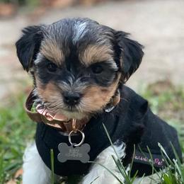 Maltese, Morkies, and Yorkshire Terriers from Maria's Morkies & More