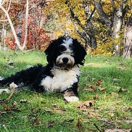 Ravine - Bernedoodle