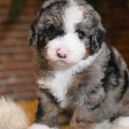 Australian Mountain Doodle Puppies from Brick House Farm Doodles
