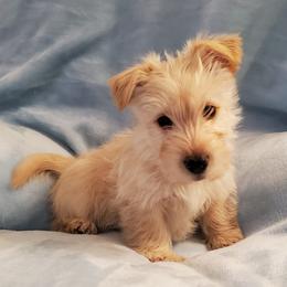 Scottish Terrier Puppies from Kimball Kennels