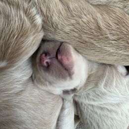 Goldendoodle and Poodle Puppies from Desert Ridge Doodles