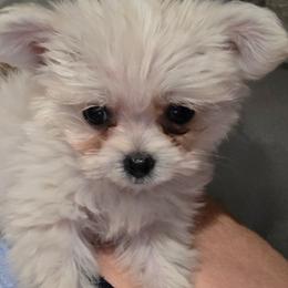 Tiny - White female Shihpoo puppy in Wagner, South Dakota from Lisas Pomeranians