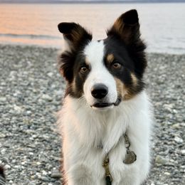 Border Collies from Sea Glass Border Collies